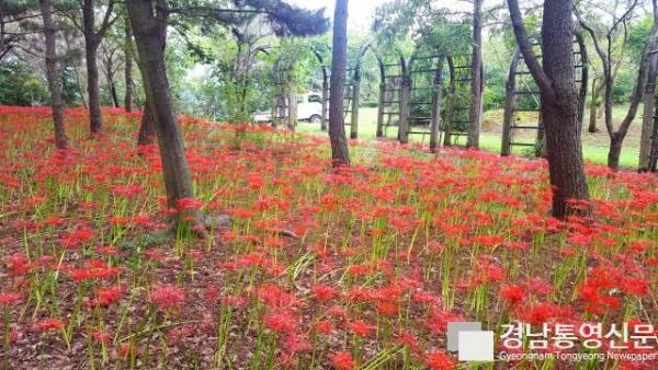 사본 -선선한 가을, 꽃무릇이 만개한 고성 남산공원서 산책 어때요 (3).jpg